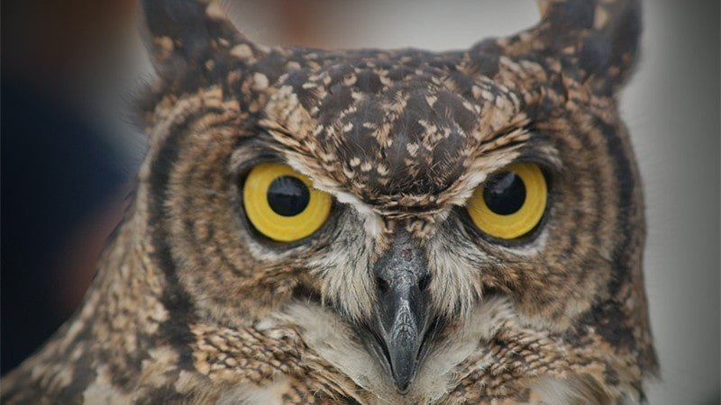 what does it mean when you hear an owl hoot at night