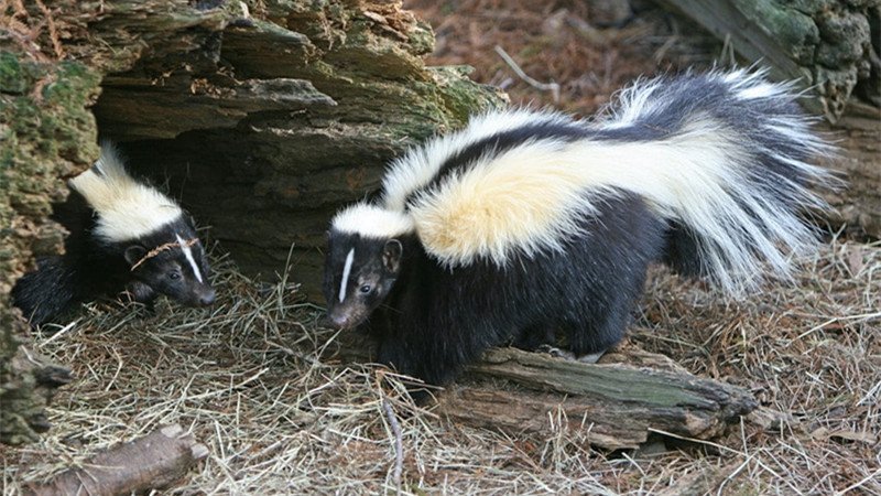 What Attracts Skunks