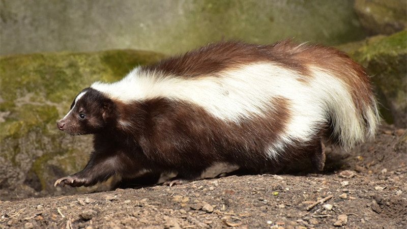 how to get rid of skunks