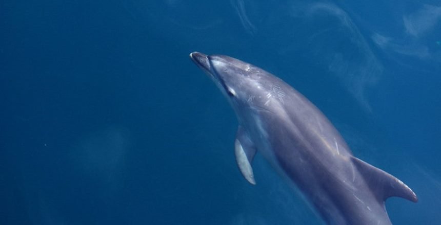 dolphin vagina