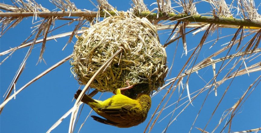 how to keep birds from making nests in unwanted places