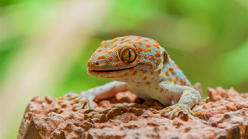 What to Feed Your Pet Gecko