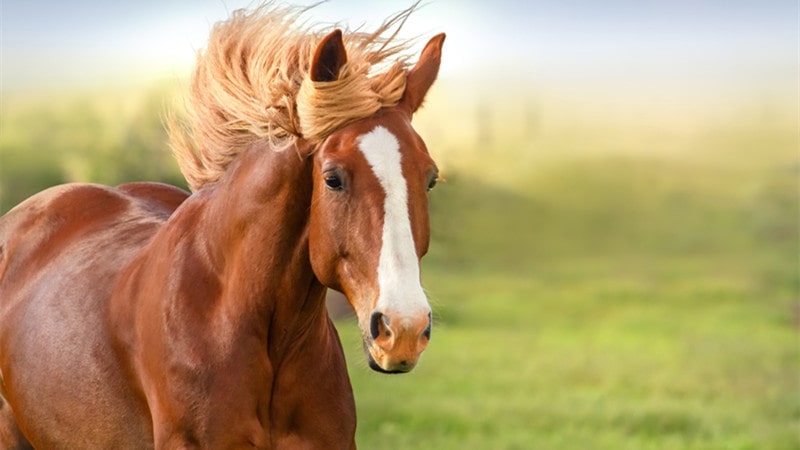 horse breed most gorgeous