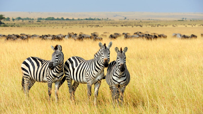 South Africas Best Safari Experiences