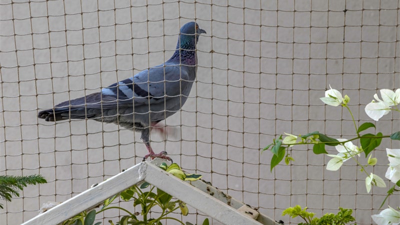Harmony in Your Home with Anti Bird Netting