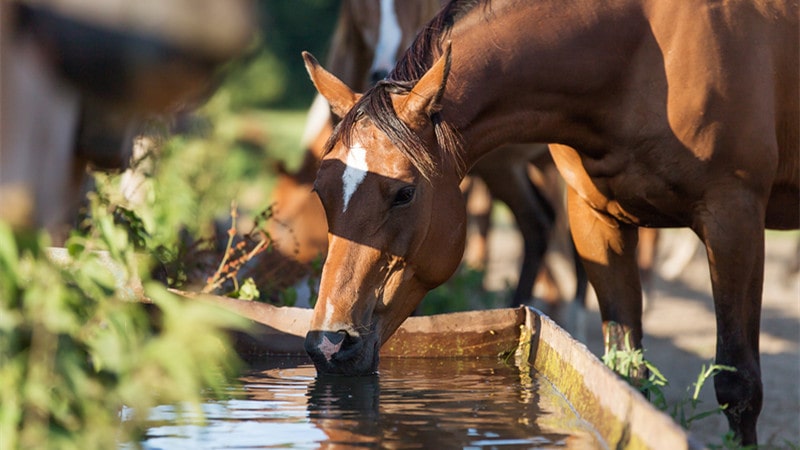 Balancing Your Horses Mineral Levels